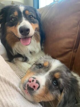 Tracey's dogs